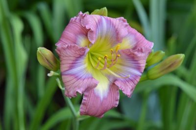 Quasar Cutie (Nordstrom, 2018) awarded the 2024  Annie T. Giles Award for outstanding small flower to Kathleen Nordstrom.